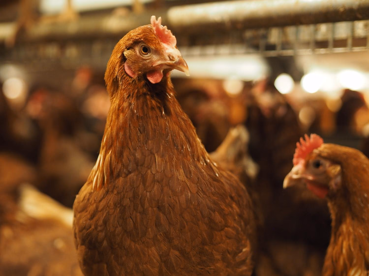 “Alūksnes putnu ferma” Rejects Public Allegations; All Egg Labelling Complies with the Law