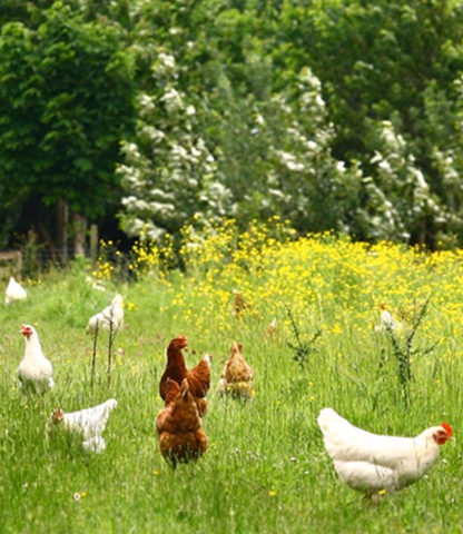 East Anglian Free Range