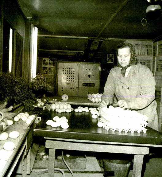 For more than six decades, AGROVA farms have been shaping the evolution of modern poultry and egg production.