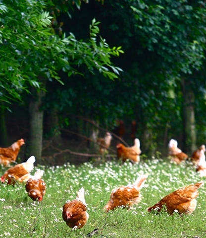 Leicestershire Free Range