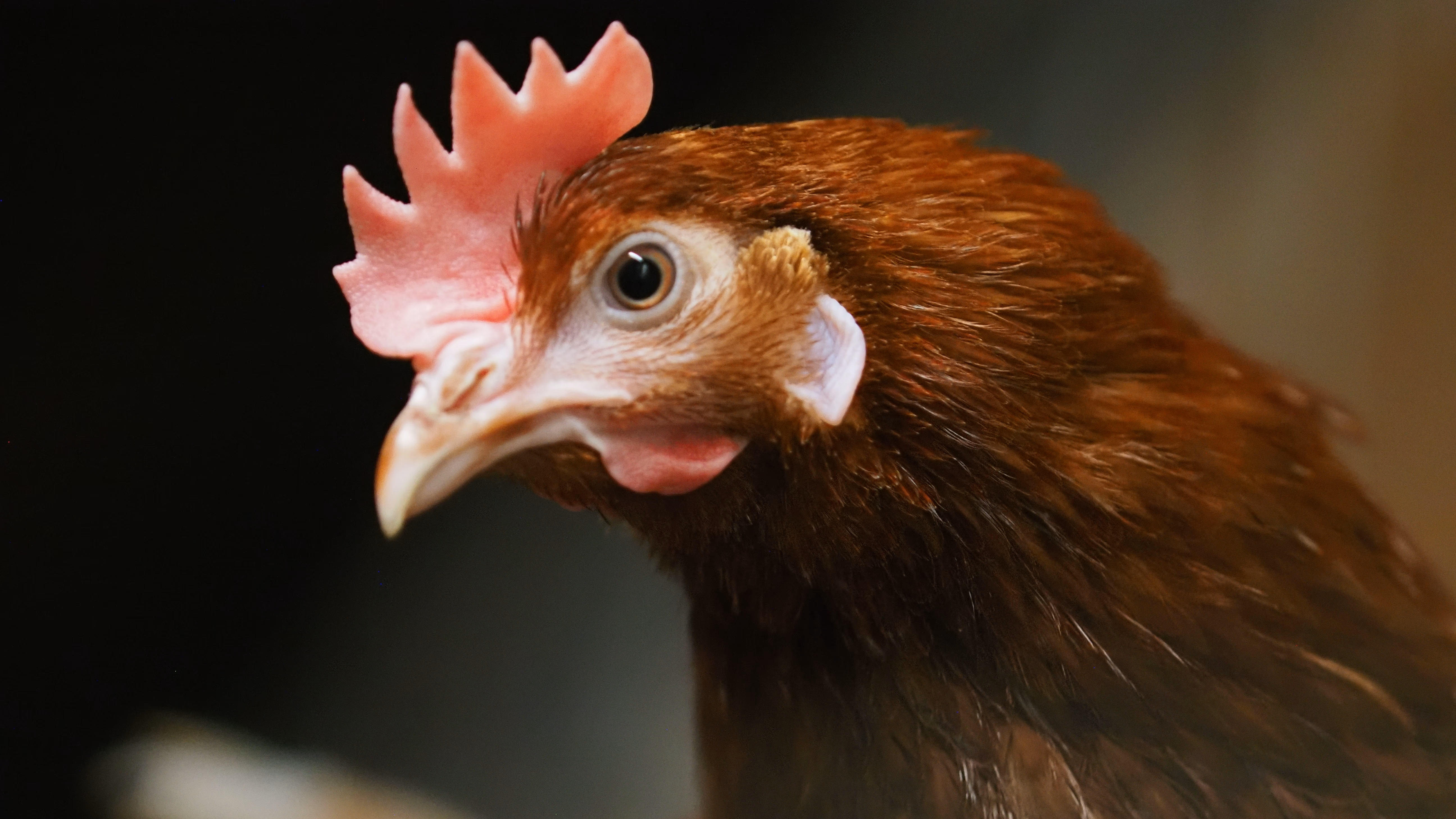 Poultry Farming