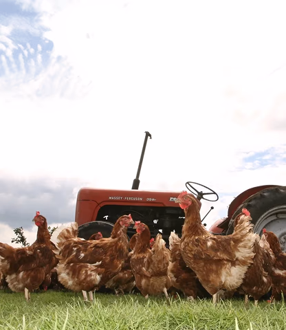 Shropshire Free Range